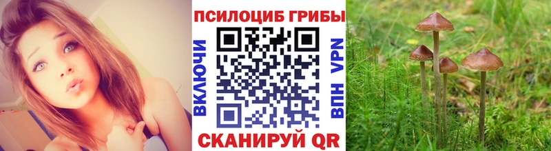 Галлюциногенные грибы MAGIC MUSHROOMS  где купить наркоту  Дубовка 